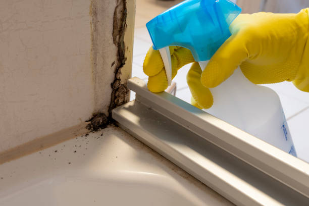 Best Emergency Mold Remediation  in Presidio, TX